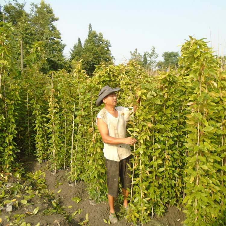 5-6米长油麻藤供应 四季常绿的爬藤植物 生长速度快的藤类植物
