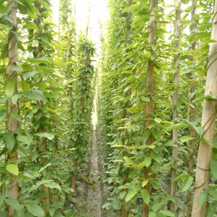 湖南批发常春油麻藤工程苗 长度5米大油麻藤 种植基地大量供应长青油麻藤