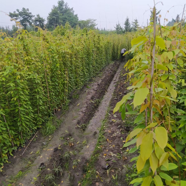 油麻藤袋苗批发，油麻藤种植基地1-2米长牛马藤苗大量供应