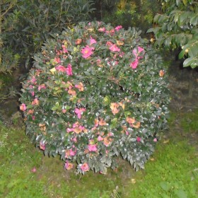 精品茶梅球 别墅庭院用精品植物 四季开花的植物球 基地直供