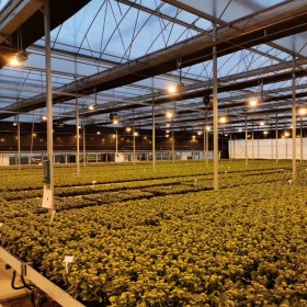 玻璃温室 广泛应用蔬菜种植 花卉栽培 采光效果好 长久不失温