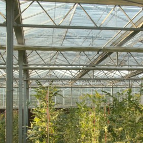 钢制骨架蔬菜大棚搭建 连栋玻璃温室通风透气