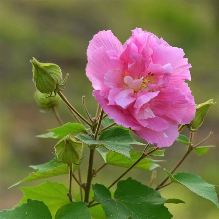 木芙蓉批发 苗圃基地 伟森园艺场