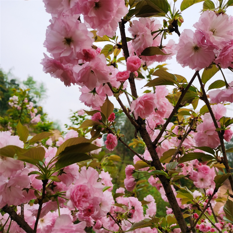 樱花树 园林庭院行道高杆阳光樱花