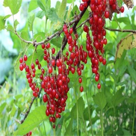 红花椒行情价格走势 红花椒树的种植方法 红花椒原产地