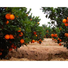 四川柑橘树批发 新品种橘子树果园别墅种植高成活果实饱满