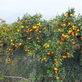 纽荷尔脐橙 砂糖桔苗 果树苗木 柑橘苗种植基地