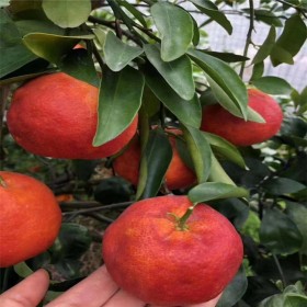 四川媛红椪柑苗种植基地 嫁接柑橘苗批发