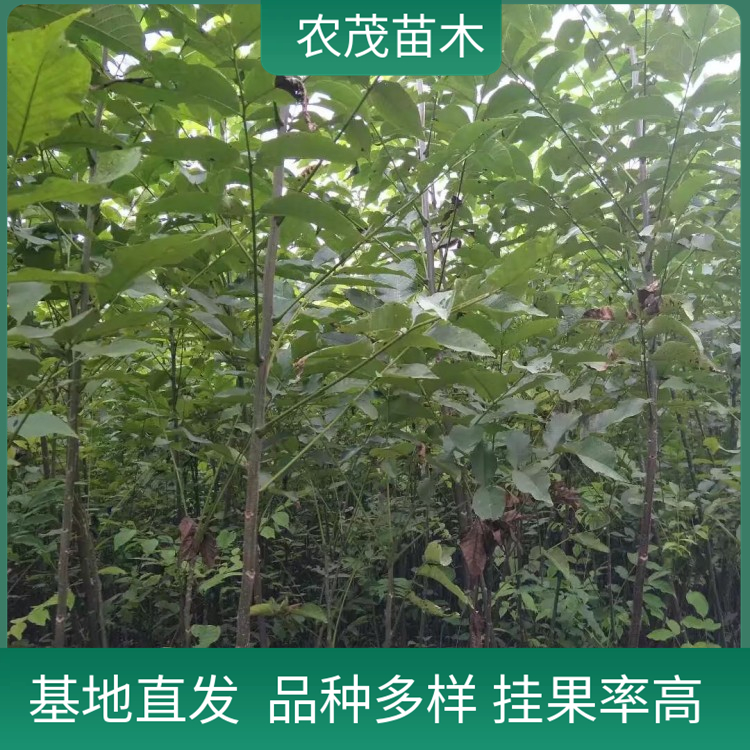 核桃苗批发 薄皮核桃1至5年苗现货 自有果园基地 品种多样