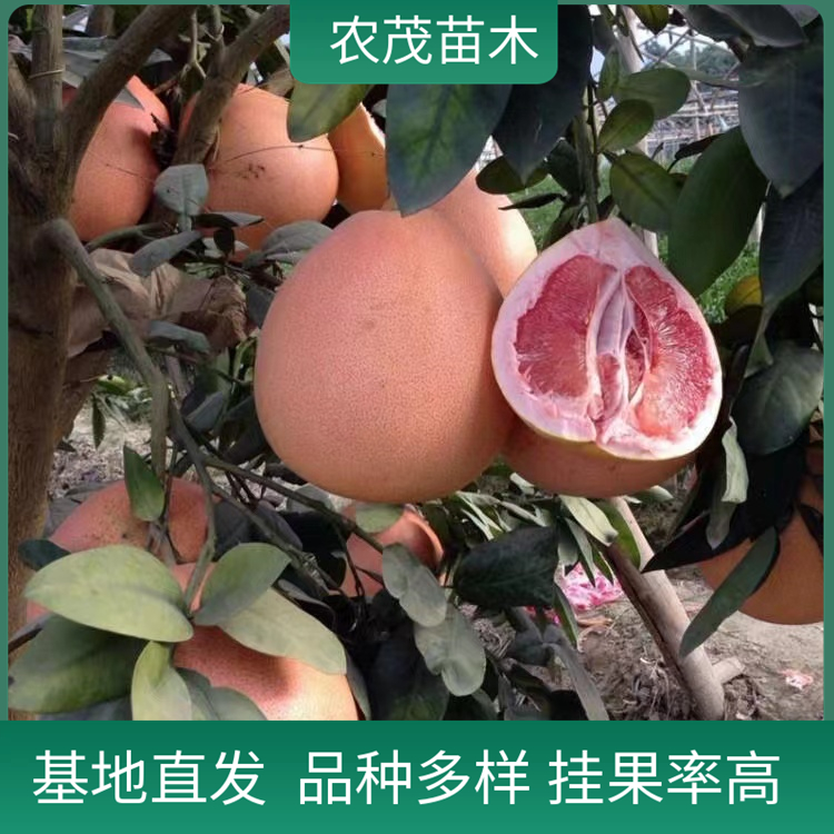 红心柚子苗柑橘苗1至5年苗种植基地 现货批发 品种多样