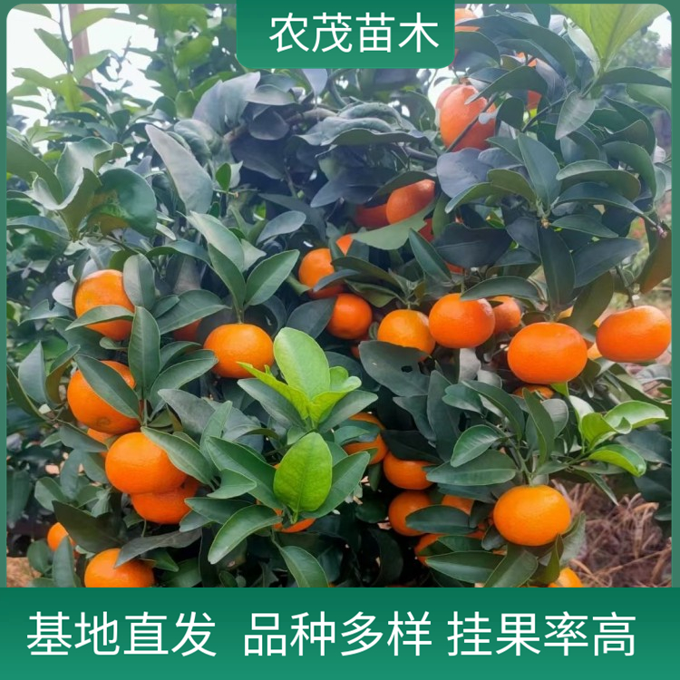 金秋砂糖橘柑橘苗1至5年苗种植基地 现货批发 品种多样