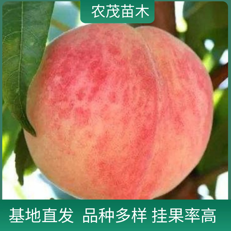 水蜜桃桃子苗1至5年苗批发 现挖现发 基地直发