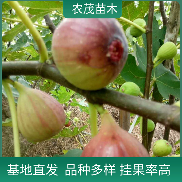 无花果苗波姬红1至5年苗 果皮鲜艳 红皮无花果树 适合采摘园种植品种