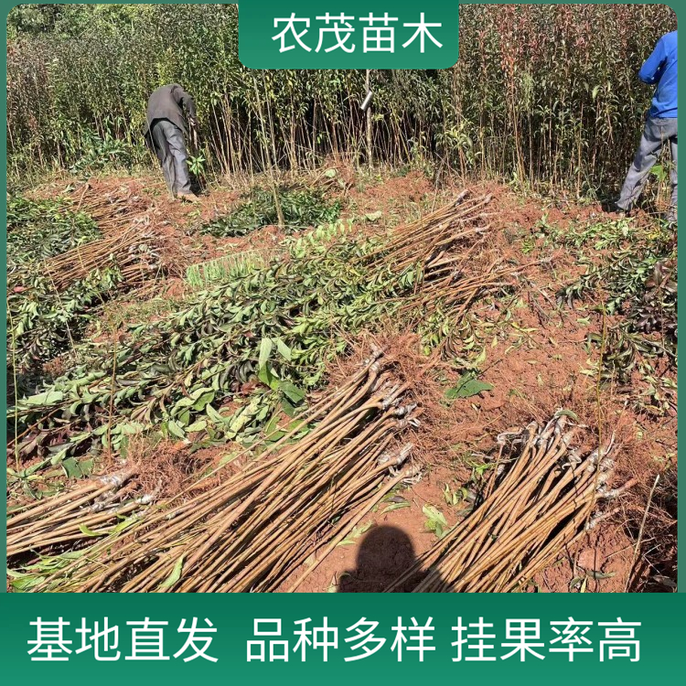 茵红李李子苗半边红李1至5年苗批发 基地现挖