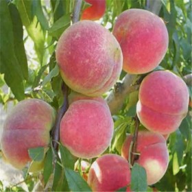 水蜜桃啤酒桃果树现起 成活率高口感好 桃树种植基地 强森苗木