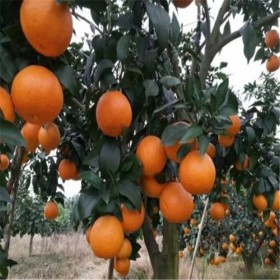 爱媛冰糖橙柑橘苗 爱媛38号苗圃 果树种植基地高成活率