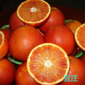 四川塔罗科血橙批发厂家  塔罗科血橙树苗批发基地   简阳塔罗科血橙批发价格