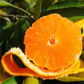 宜庄 明日见柑橘苗品种 园林嫁接大雅柑橘树苗 柑橘树苗批发价格