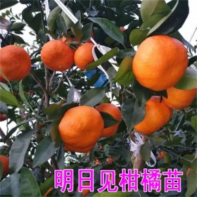明日见柑橘苗种植基地 明日见苗嫁接柑桔苗高糖柑橘新品种树苗