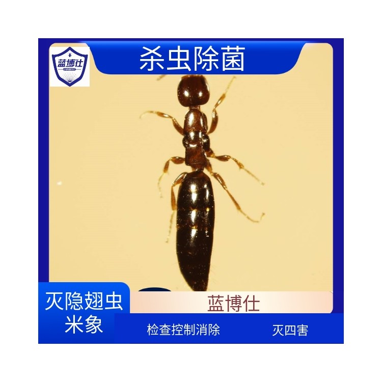 家庭住宅小区灭隐翅虫 除四害 环境消杀 生物防治 蓝博仕杀虫灭鼠