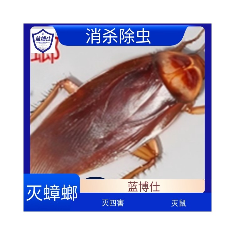 蓝博仕灭蟑螂公司 专业提供上门除四害环境消杀服务