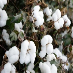 厂家批发新疆一级无网高级棉花棉胎 新疆特级长绒棉被