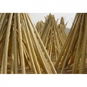竹条 2米-3米菜架竿 竹架 乐源竹竿厂家常年批发