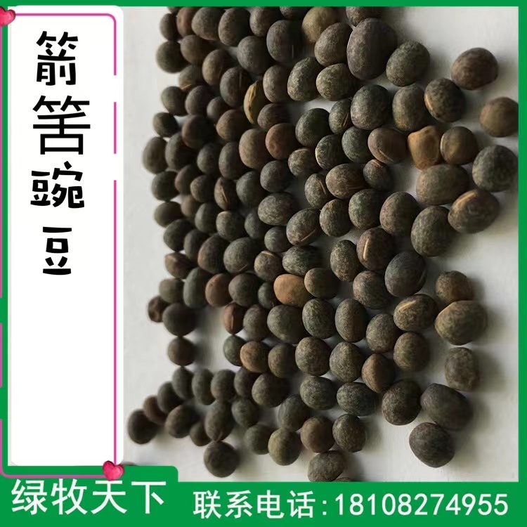 箭舌豌豆种子价格 批发绿化种子价格 四川种子批发厂家