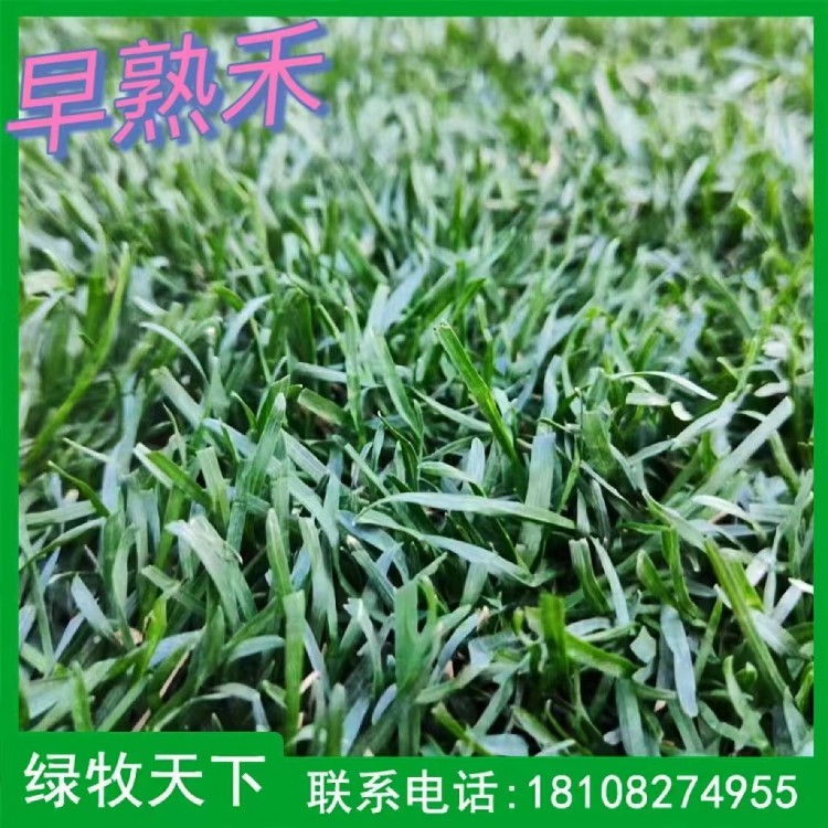 早熟禾台湾二号草皮种植 牧草种子现货出售 绿牧