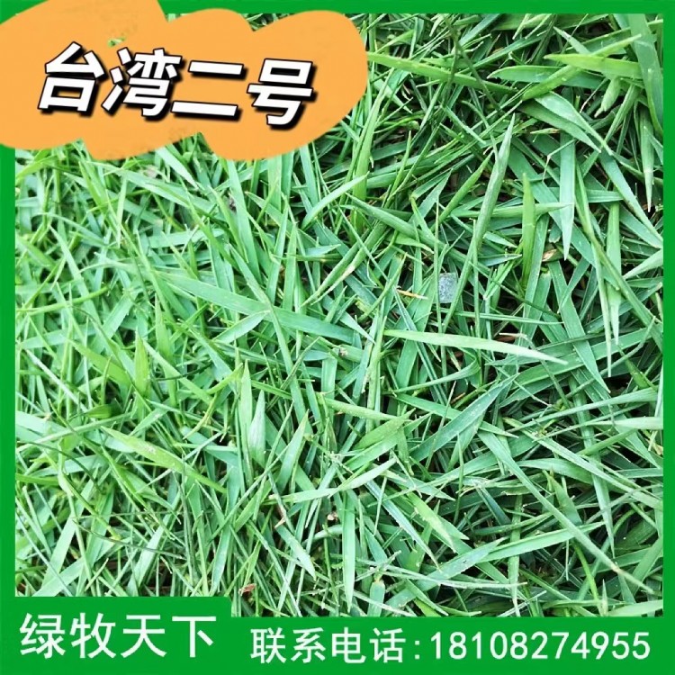 早熟禾台湾二号草皮种植 牧草种子现货出售 绿牧