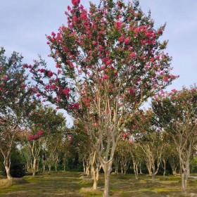 丛生精品紫薇 绿化景观灌木种植 林英园艺 高成活率现货出售