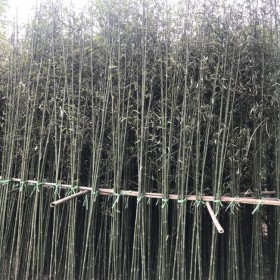 钢竹价格-成都钢竹直销基地-钢竹批发-绿化苗木钢竹-成都苗木销售基地