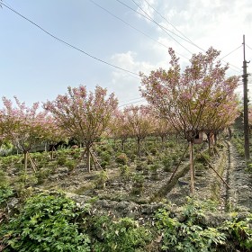 日本晚樱 成都樱花基地 成都苗木供应商 批发大量本地樱花 成都日本晚樱价格