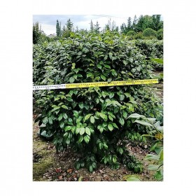 茶花球种植基地 成都批发苗木茶花球 工程绿化苗木  成都茶花球价格 球类苗木