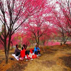 茂青农业高杆红樱花  精品牡丹樱花种植  5公分中国红樱 品种多