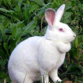 杂交种兔现货 白色肉兔供应 游记兔兔苗养殖