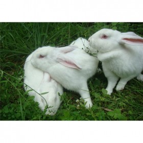 杂交兔 公羊种兔 养殖兔子常年供应