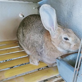 杂交土兔养殖 种兔出售 农家土兔游记兔生态散养