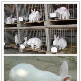 杂交土兔养殖 纯种杂交土兔小苗 农家土兔
