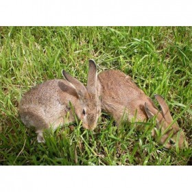种兔养殖 活体兔苗 散养母兔销售报价销售价格养殖肉兔 饲养兔子