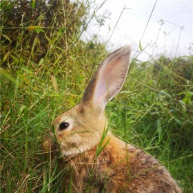 杂交兔活体养殖 杂交肉兔养殖 成活率高杂交兔价格