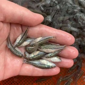加州鲈鱼 淡水鲈鱼 鲈鱼苗批发价格 水产养殖基地