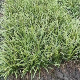 阔叶麦冬 多年生草本 常绿 观叶类 绿化铺地常用