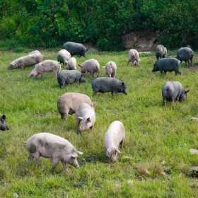 跑山猪批发 成熟跑山猪价格 100~300斤重