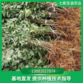 七彩生态农业 精选老鹰茶苗 优质茶树苗 支持移栽可选择大小