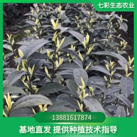 七彩生态农业 优质供应奶白茶苗 幼株等多种大小植株
