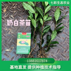 奶白茶苗 七彩生态农业茶苗基地 品种纯正优质