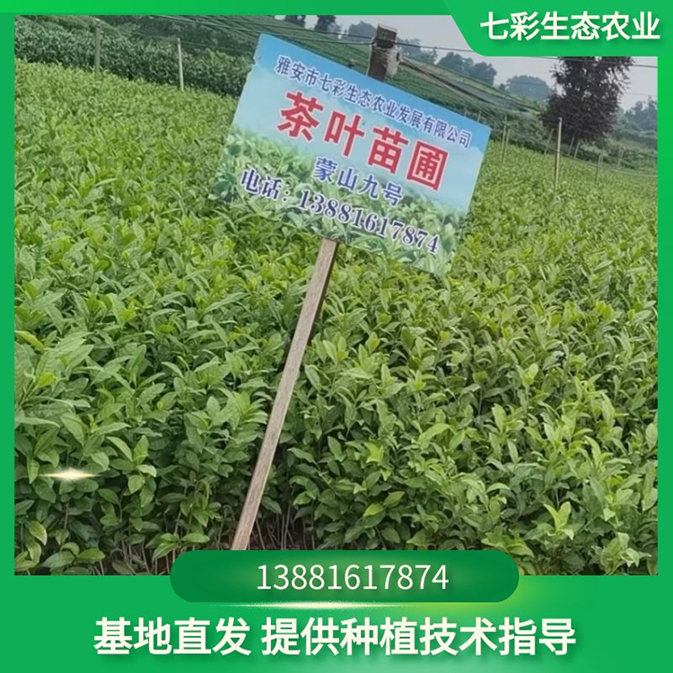 苗圃种植茶苗幼苗现货出售 七彩农业种苗出售
