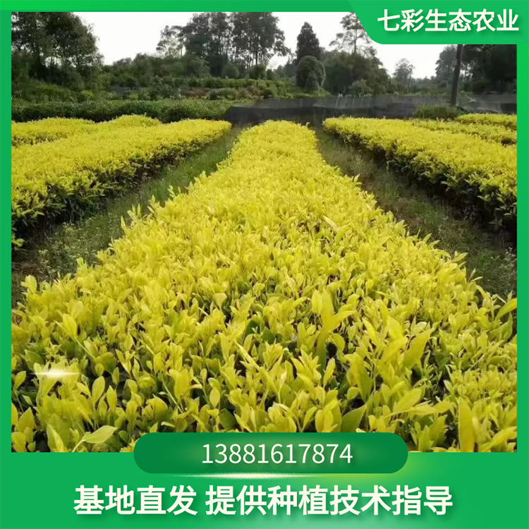 黄金芽茶树苗现货出售 高成活率 七彩农业苗圃种植