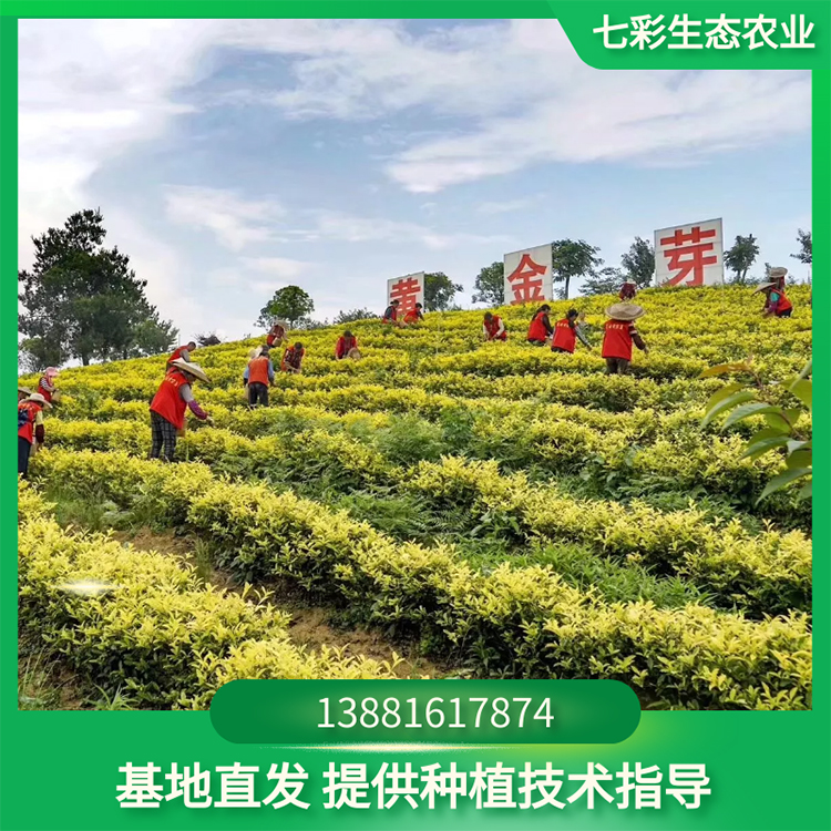 黄金芽茶苗基地 茶树种植 高成活率可采摘 七彩